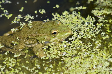 grenouille