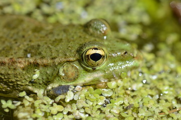 grenouille