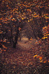 Leśna ścieżka © Aleksandra Madejska