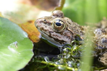 grenouille