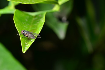 Fly on leaf