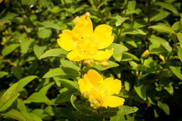 Hypericum patulum Hidcote