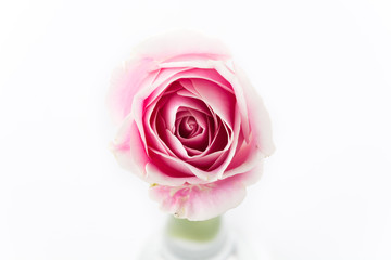 white and pink rose isolated on white background