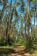 Beautiful landscape with road through pine forest.