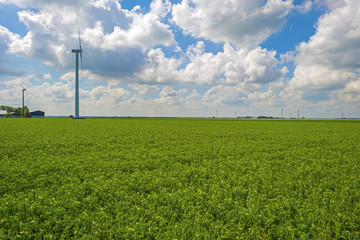 Vegetables growing on a field in summer