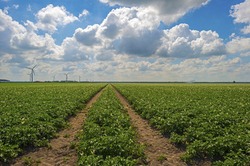 Fototapeta na wymiar Vegetables growing on a field in summer