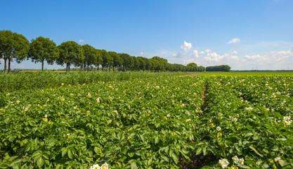 Fototapeta na wymiar Vegetables growing on a field in summer