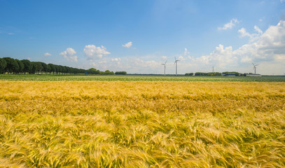 Wheat growing on a sunny field in summer