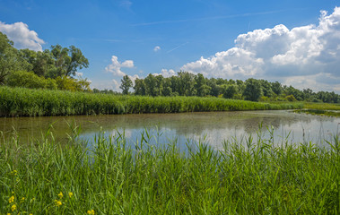 Reed along a lake in summer