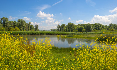 Fototapeta na wymiar Wild flowers along a lake in summer