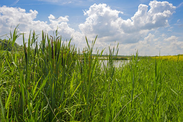 Fototapeta premium Reed along a lake in summer