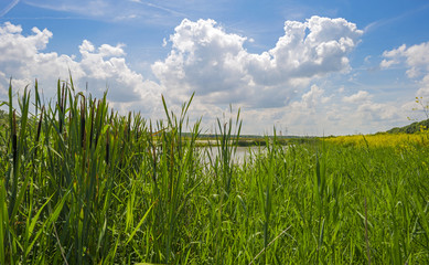 Reed along a lake in summer