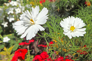 Fleur de cosmos double blanc © hcast