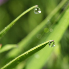 Goutte d'eau sur un brin d'herbe