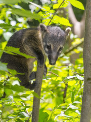 South American coati (Nasua nasua) baby