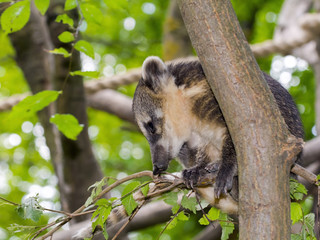South American coati (Nasua nasua) baby
