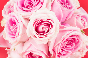 pink and white rose on red background
