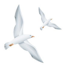 Flying seagulls birds. Eps10 vector illustration. Isolated on