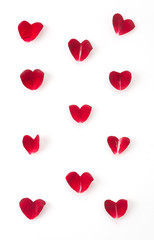 red rose petal on white background