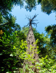 Fototapeta premium Lone redwood tree stretches up to the sky