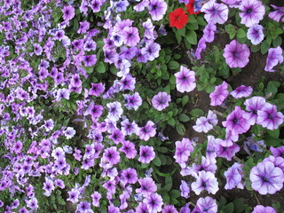 Сиреневые цветы-граммофончики в саду