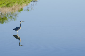 Great Blue Heron and reflection