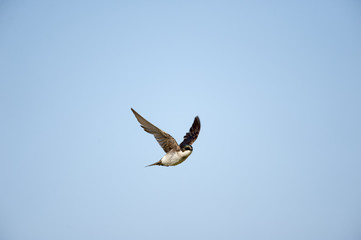 Tree Swallow in flight