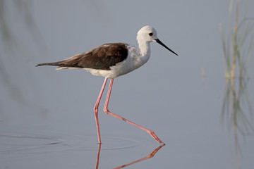 Black-winged stilt, Himantopus himantopus