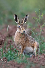 Obraz premium Brown hare, Lepus europaeus