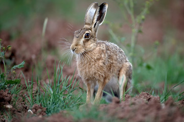 Brown hare, Lepus europaeus