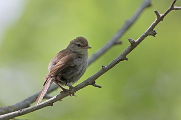 Cettis warbler, Cettia cetti