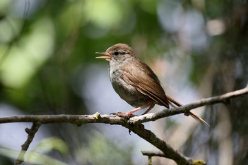 Cettis warbler, Cettia cetti
