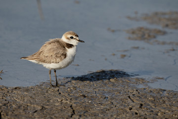 Kentish plover, Charadrius alexandrinus
