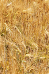 Detail of ripe Barley Spikes