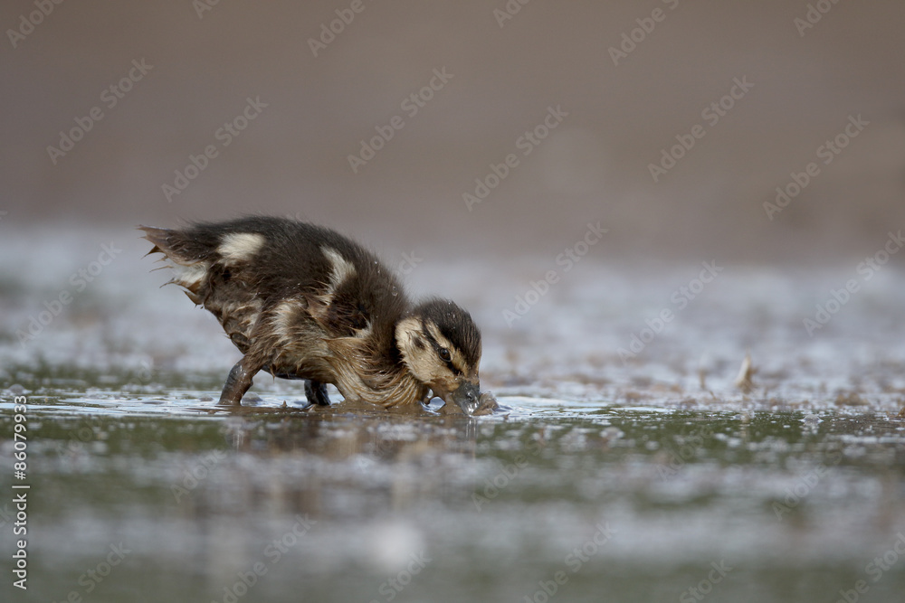 Sticker Mallard, Anas platyrhynchos