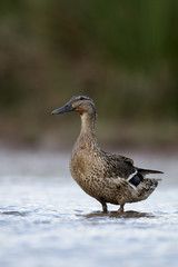 Mallard, Anas platyrhynchos