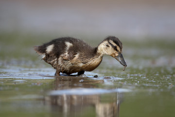 Mallard, Anas platyrhynchos