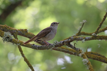 Nightingale, Luscinia megarhynchos