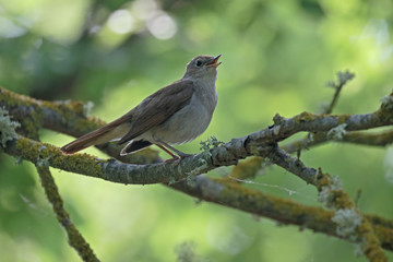 Nightingale, Luscinia megarhynchos