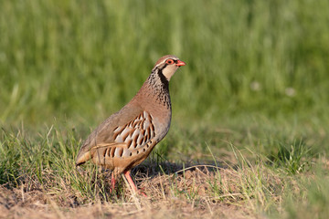 Red-legged partridge, Alectoris rufa