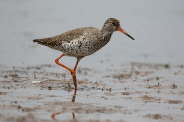 Redshank, Tringa totanus