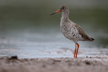 Redshank, Tringa totanus