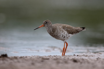 Redshank, Tringa totanus