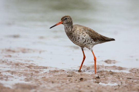 Redshank, Tringa Totanus