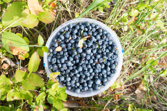 Fresh picked organic blueberries  in the forest