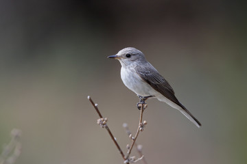 Spotted flycatcher, Muscicapa striata