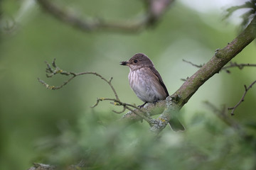 Spotted flycatcher, Muscicapa striata