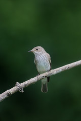 Spotted flycatcher, Muscicapa striata