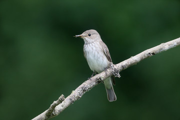 Spotted flycatcher, Muscicapa striata