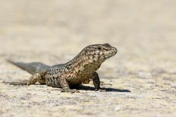 Lilfords wall lizard, Podarcis lilfordi giglioli